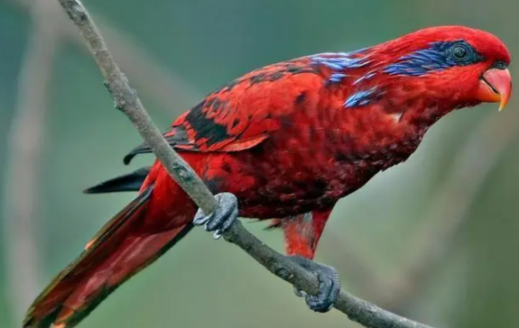 红色吸蜜鹦鹉怎么饲养？喜欢吃什么？
