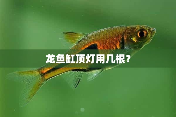 龙鱼缸顶灯用几根？