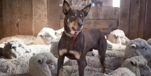 一只不会在羊身上奔跑的狗，不是好的牧羊犬！
