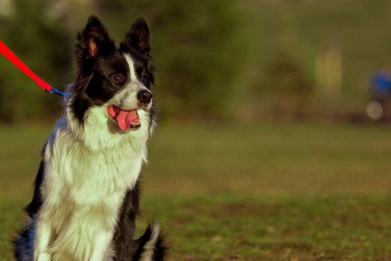 边境牧羊犬怎么看纯不纯 纯种边境牧羊犬特征介绍3