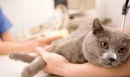 好端端的猫怎么会突然得猫瘟？宠主不可大意！