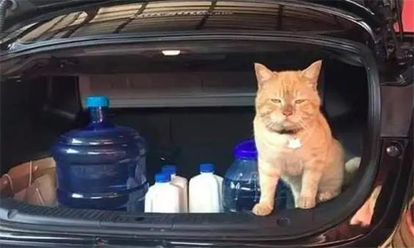 猫咪可以放后备箱多久？宠主必知