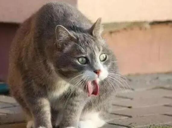猫嗓子哑了怎么办？这里有办法！