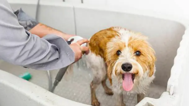5个给狗狗洗澡的步骤，你都做到位了吗？