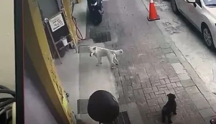 爱犬意外丢失，狗主第二天上班时被告知：有狗找你！
