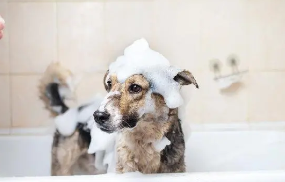 给狗狗洗澡，主人要掌握好方法