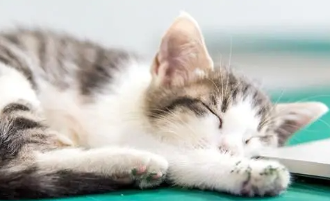 猫疱疹病毒打干扰素一年治愈