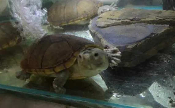 为什么哈雷拉泥龟不能和其他龟一起养？暴脾气可不是开玩笑的！
