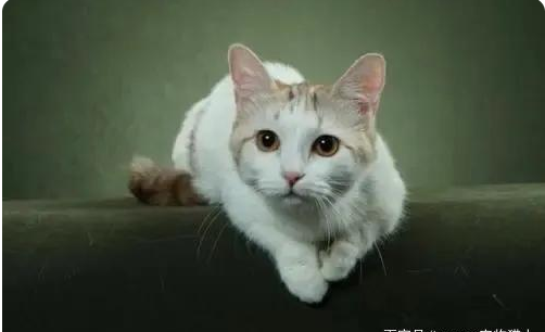 各种猫咪的祖先，你都知道是谁吗？