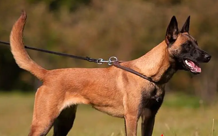 一窝马犬怎么挑狗王，快来get一下吧