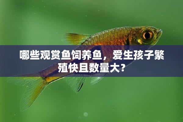 哪些观赏鱼饲养鱼，爱生孩子繁殖快且数量大？