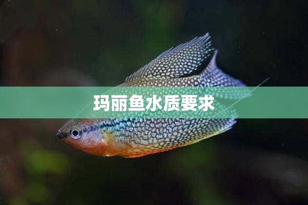 玛丽鱼水质要求