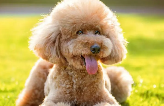 泰迪犬会得肠胃炎，和你的喂养方式有很大关系