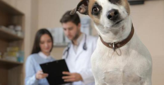 宠物生病的时候，我们该如何选择一家靠谱的宠物医院呢？