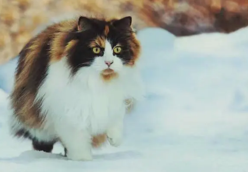 挪威森林猫不喜欢洗澡？掌握这些方法就可以啦~