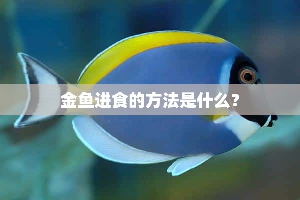 金鱼进食的方法是什么？