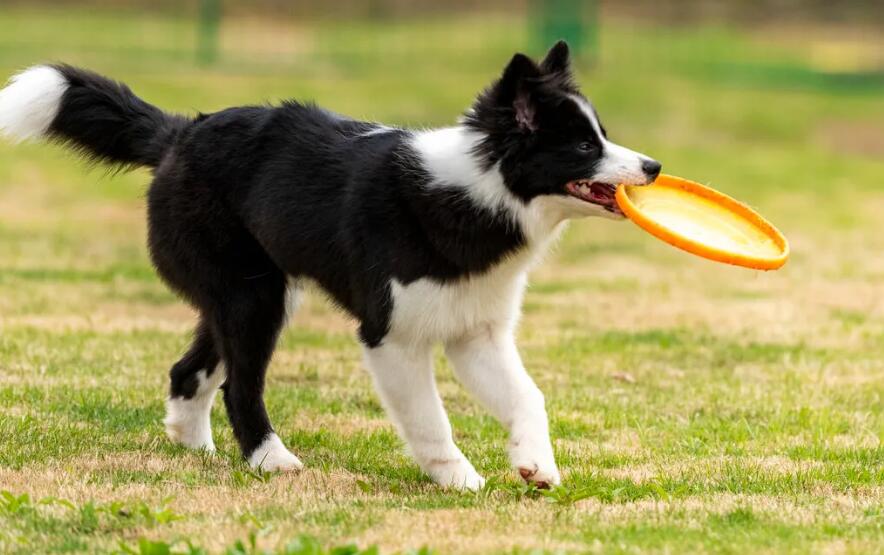 边牧是大型犬吗？说了你别不信