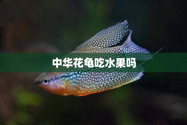 中华花龟吃水果吗