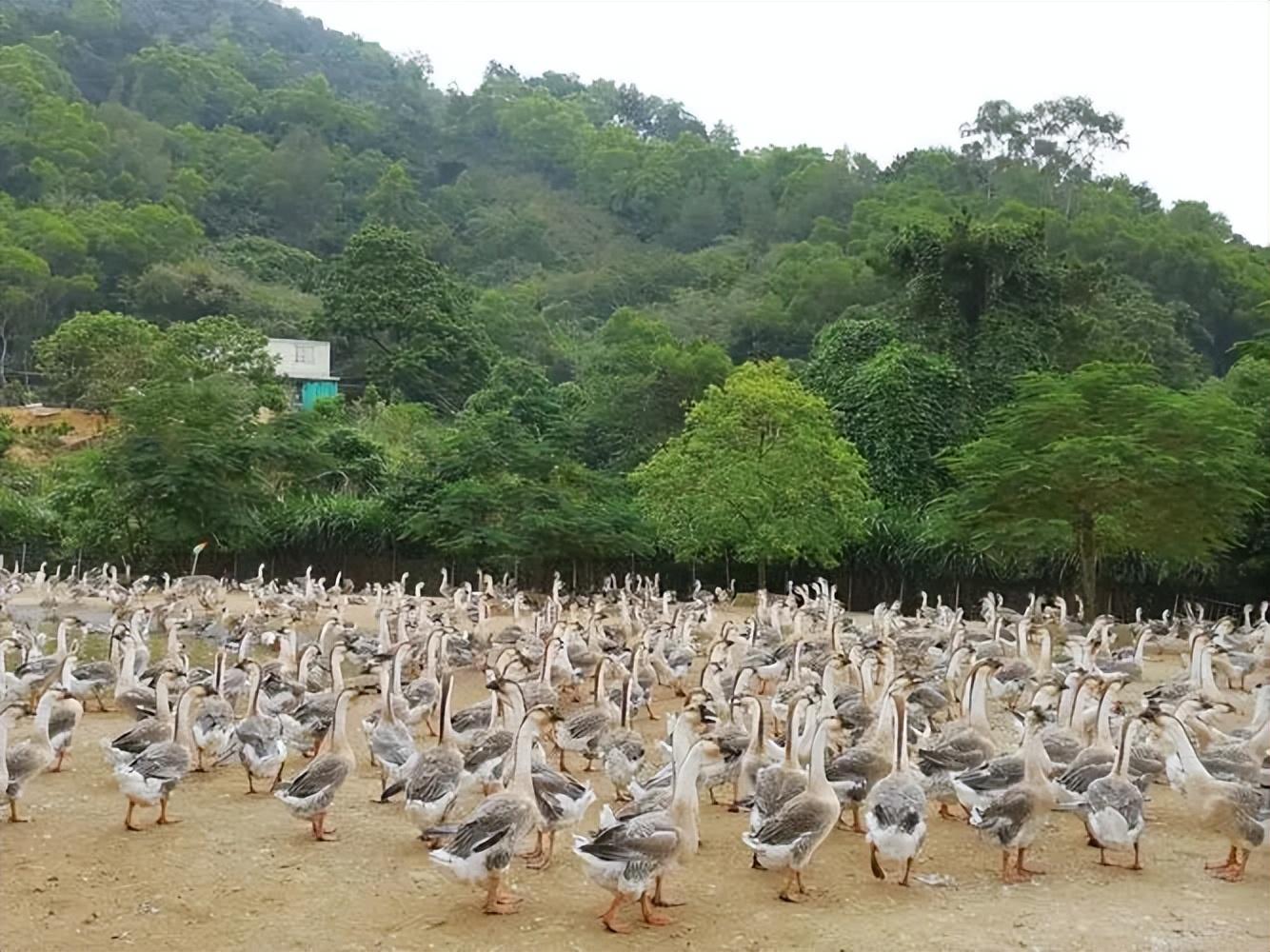 “鹅中巨头”狮头鹅价格昂贵，为何没有大规模养殖？