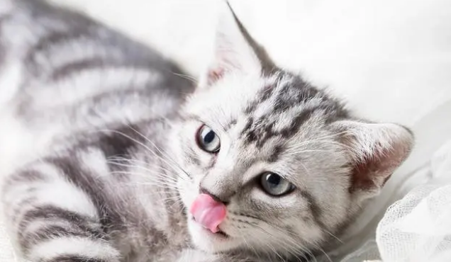 小猫咪多大可以洗澡，新手猫爸猫妈的洗澡全攻略