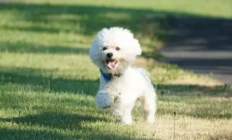 如果把比熊犬惹生气了，它会做出这些事哦！
