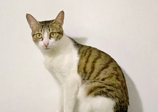 四川简州猫的耳朵，跟普通猫的有什么不同？