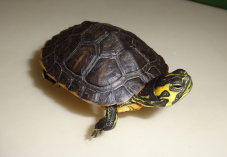 黄腹滑龟是水龟还是陆龟？来这里找答案