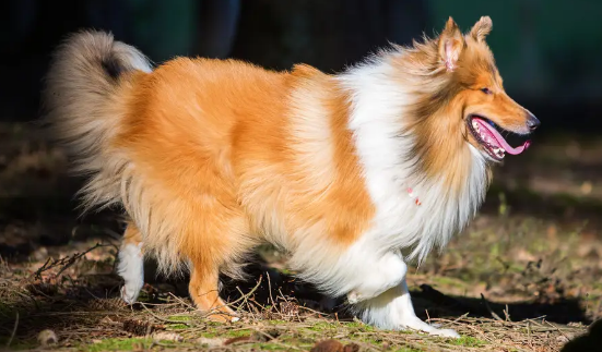 如何给柯利犬驱虫？这些方法不允许你还不知道！