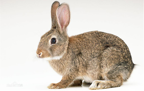 深受养殖户欢迎的比利时兔，一起来认识一下吧！