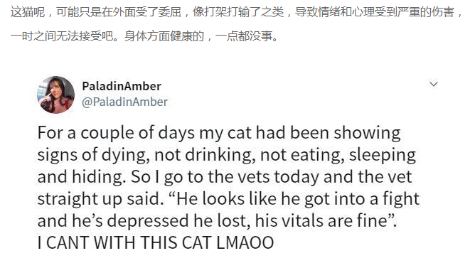 黑猫突然不吃不喝，一躺就是一天，兽医查完后一句话把铲屎官气笑