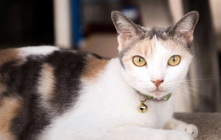 猫毛结块变硬？是得了猫癣吗？