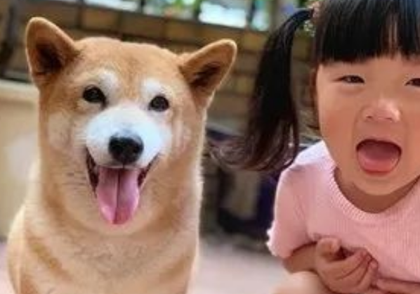 20岁柴犬每天带孩子上街遛弯，网友惊了：怎么做到的？