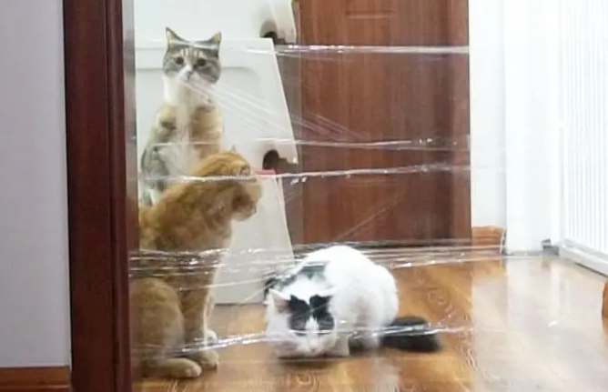 一起来了解一下猫为什么怕透明胶带吧！