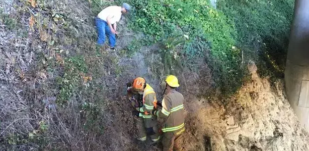 狗狗高速上「跳车」卡在悬崖上，危急关头出现了一位流浪汉