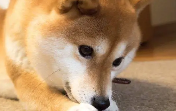 狗狗需要吃钙片吗？狗狗补钙需要重视起来！