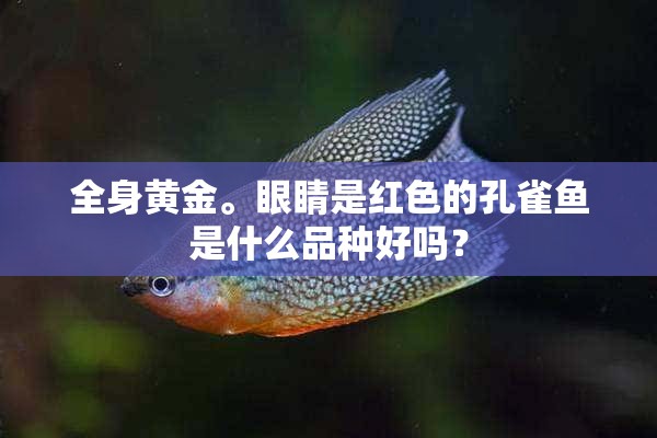 全身黄金。眼睛是红色的孔雀鱼是什么品种好吗？