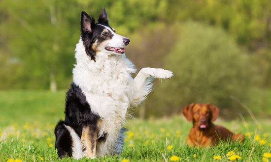 边境牧羊犬怎么看纯不纯 纯种边境牧羊犬特征介绍1