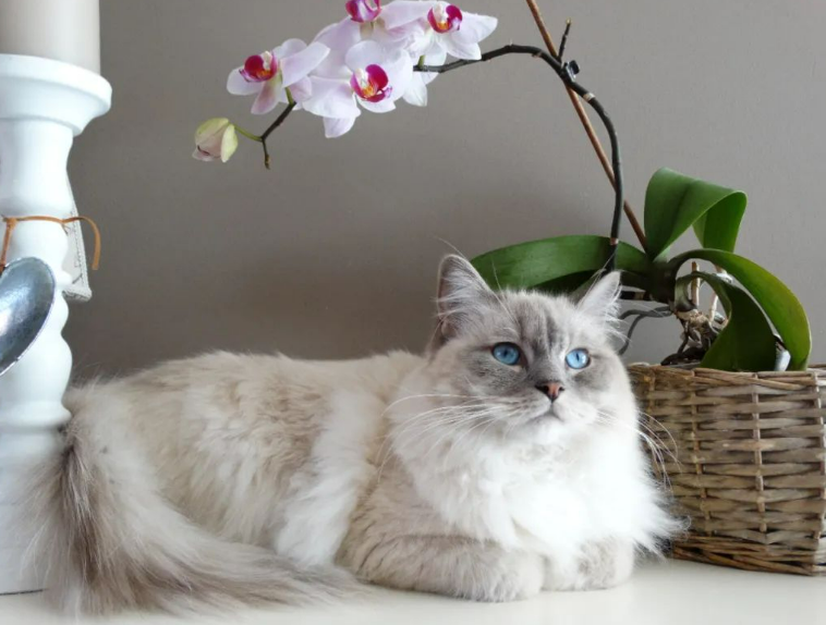 涵盖猫咪“吃喝拉撒睡” 宠物智能家居是噱头还是风口？