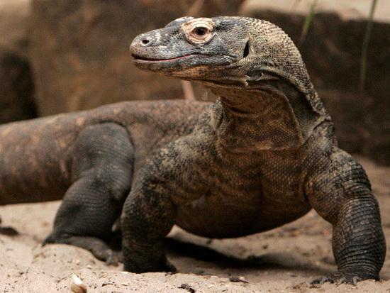 这篇文章带你了解一种被“神话”的动物——科莫多巨蜥