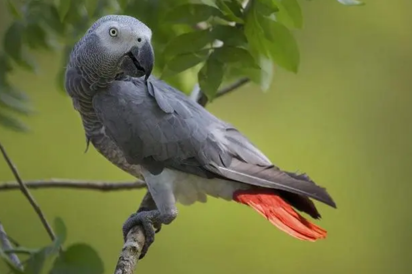 你们知道非洲灰鹦鹉能活多久吗？