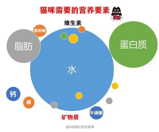 猫咪营养膏，看起来好神奇，真的有必要买吗？