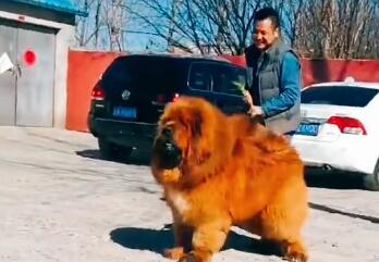 想知道藏獒天一是谁？这里可以找到答案