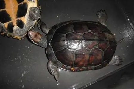 三棱黑龟是保护动物吗？购买前最好了解一下