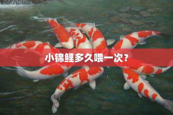 小锦鲤多久喂一次？