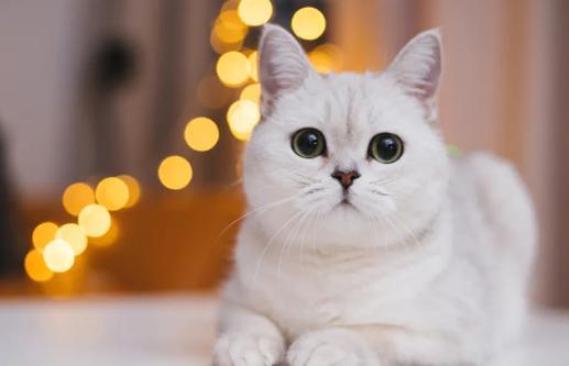 猫肚子里有虫子的状态是什么样的呢？