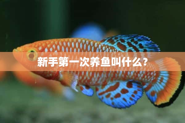 新手第一次养鱼叫什么？