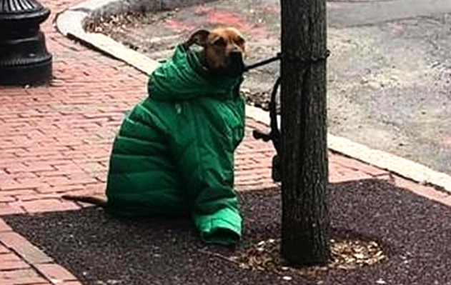 邮局禁止狗入内，女子舍不得它被寒风吹，竟给汪星人穿上她的外套