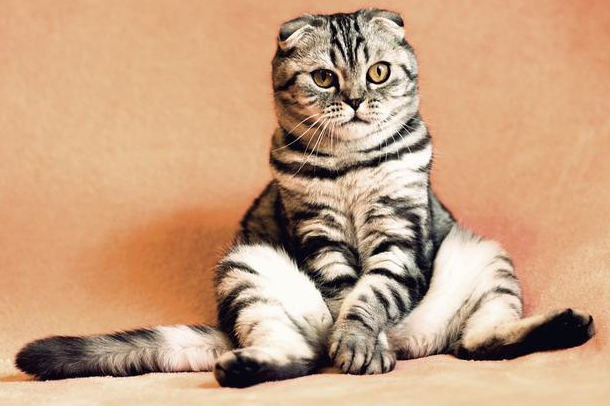 猫咪遇到应激反应怎么办，盖夫静心宝能缓解