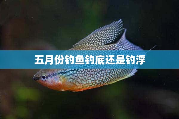 五月份钓鱼钓底还是钓浮