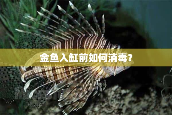 金鱼入缸前如何消毒？